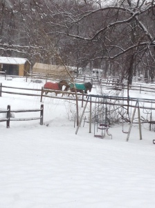 Horses chiling in the snows of 2014 in Leonardo, NJ. 